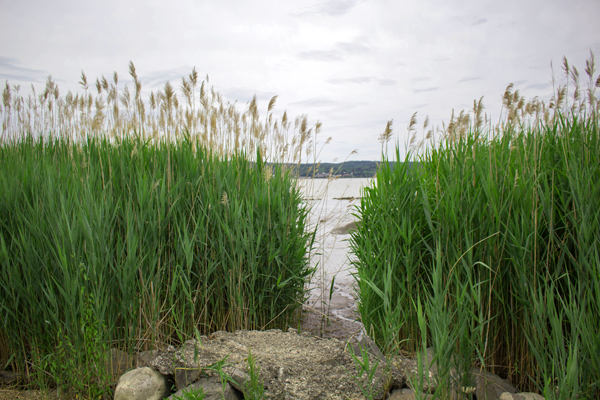 Piermont Marsh